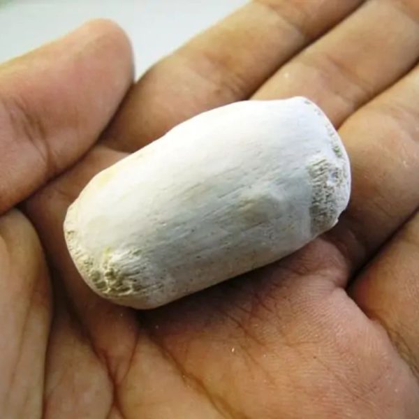 Fossilized Kebak Wood - Type A2 - Image 3
