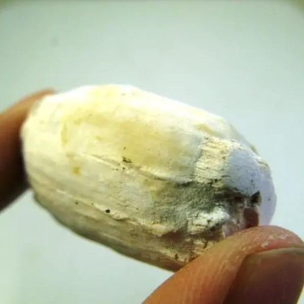 Fossilized Kebak Wood - Type A2 - Image 2