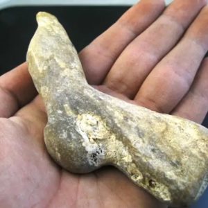 Teak Wood Fossil - Type A2
