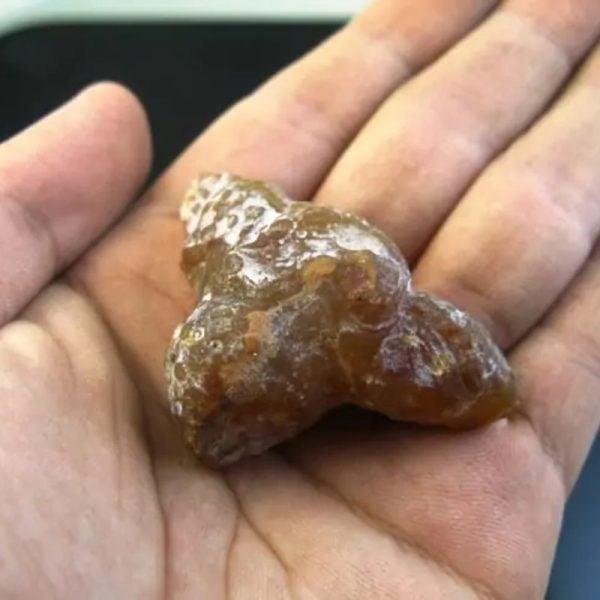 Fossilized Turmeric - Type C1