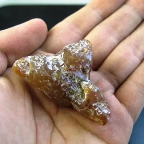 Fossilized Turmeric - Type C1 - Image 3