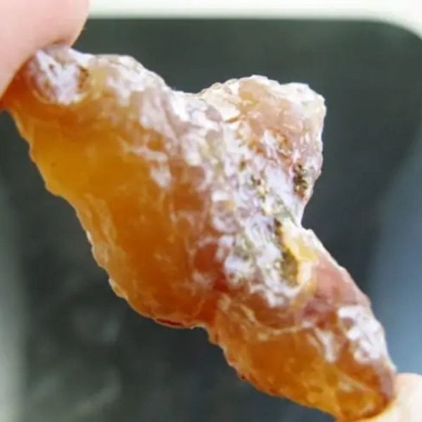 Fossilized Turmeric - Type C1 - Image 2