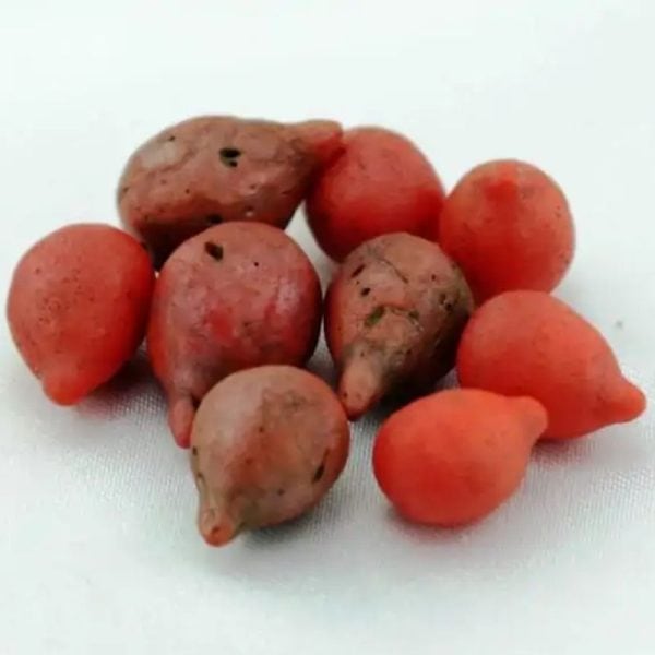 Red Coconut Pearl - Type A