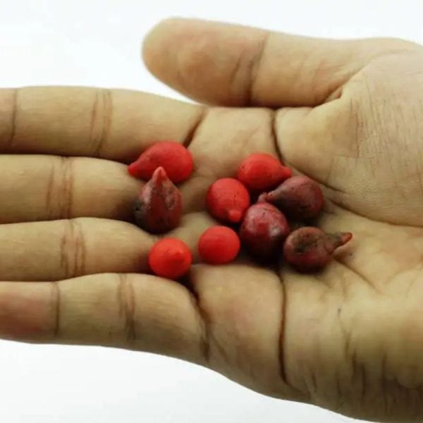 Red Coconut Pearl - Type A - Image 2