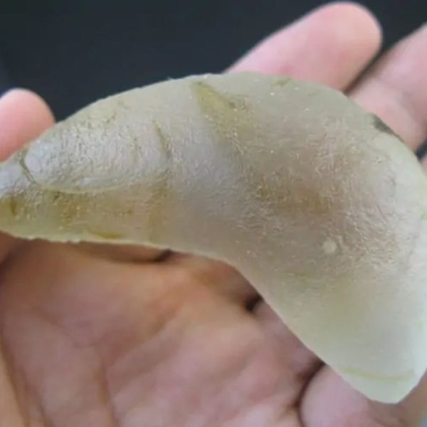 White Carp Fish Pearl - Type A1 - Image 3