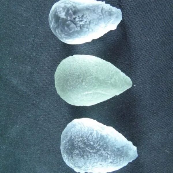 Cetacean Pearls - Type B2 (Male) - Image 7