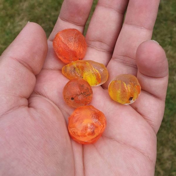 Golden Carp Fish Pearl - Type F - Image 2