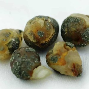 Fossilized Banyan Fruit - Type A