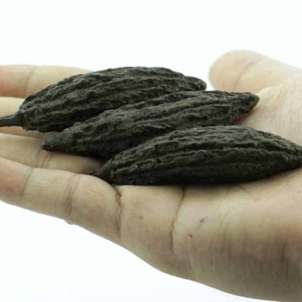 Fossilized Chocolate Fruit - Type A