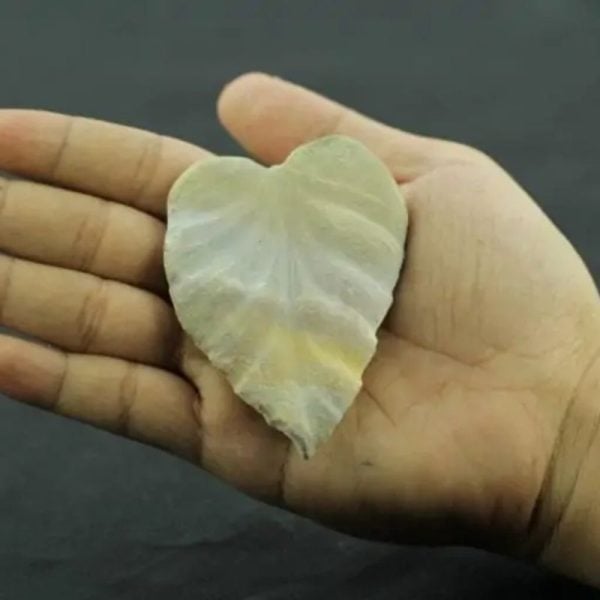 Fossil Leaf - Type H4