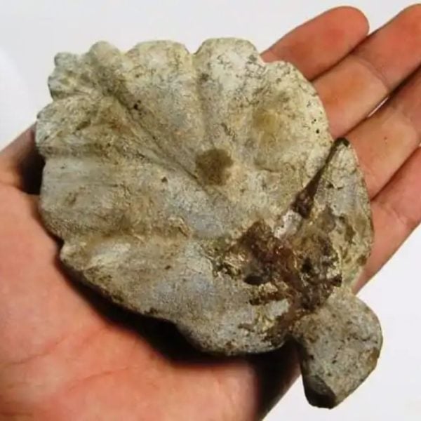 Fossilized Wijaya Kusuma Leaf
