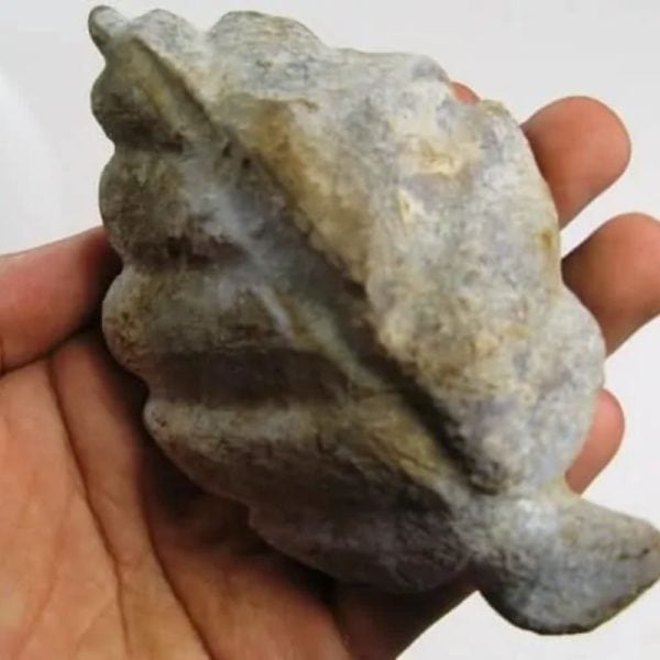 Fossilized Wijaya Kusuma Leaf - Image 3