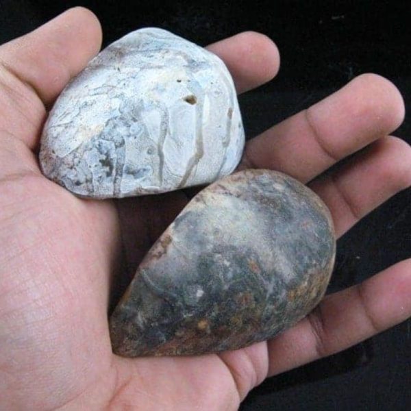Fossil Leaf (Bringin) - Type G4