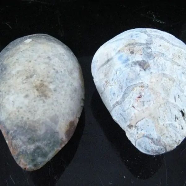 Fossil Leaf (Bringin) - Type G4 - Image 2