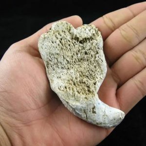 Fossil Leaf - Type D