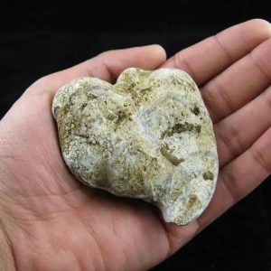 Fossil Leaf - Type C
