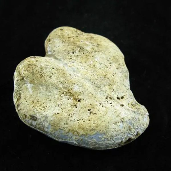 Fossil Leaf - Type C - Image 5