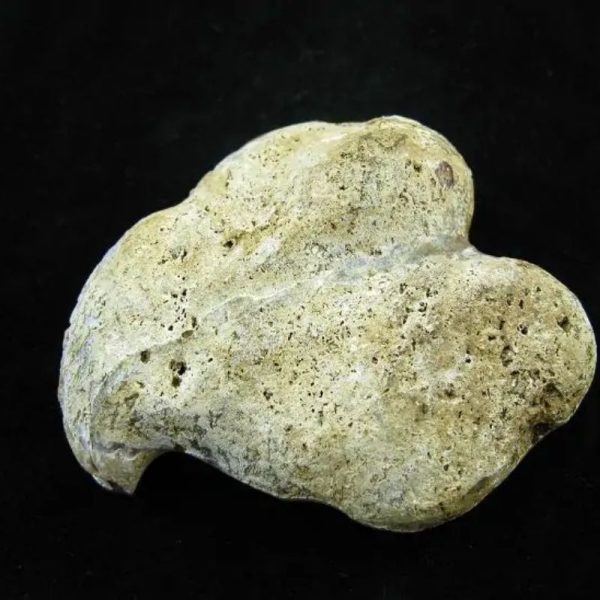 Fossil Leaf - Type C - Image 4
