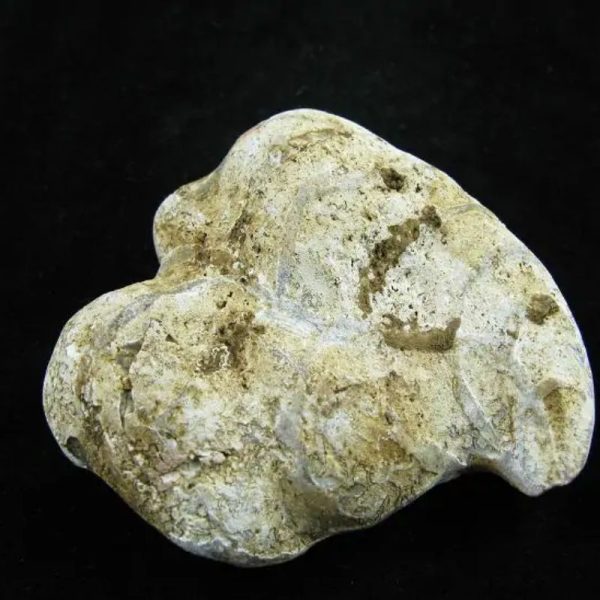 Fossil Leaf - Type C - Image 3