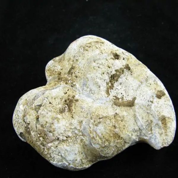 Fossil Leaf - Type C - Image 2