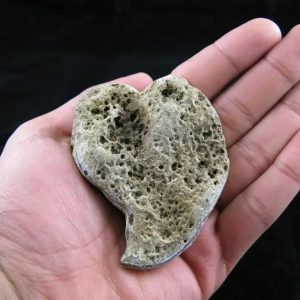 Fossil Leaf - Type B