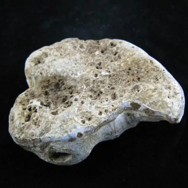 Fossil Leaf - Type B - Image 4