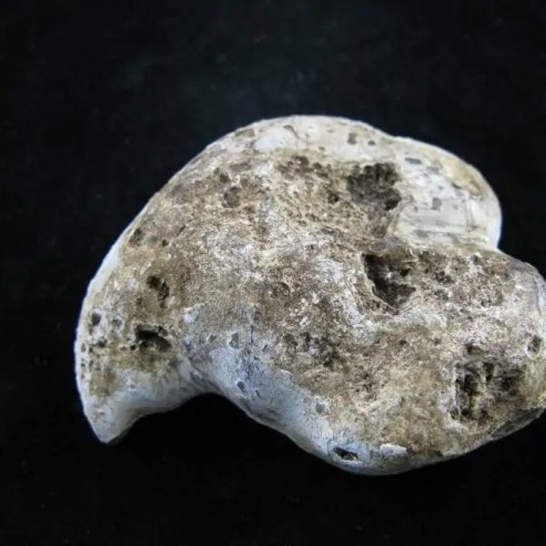 Fossil Leaf - Type B - Image 3