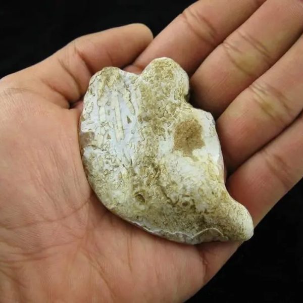 Fossil Leaf - Type A - Image 6