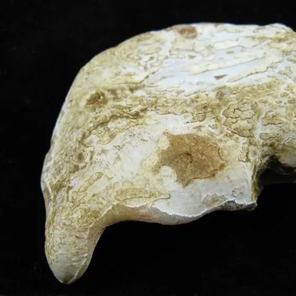 Fossil Leaf - Type A - Image 5