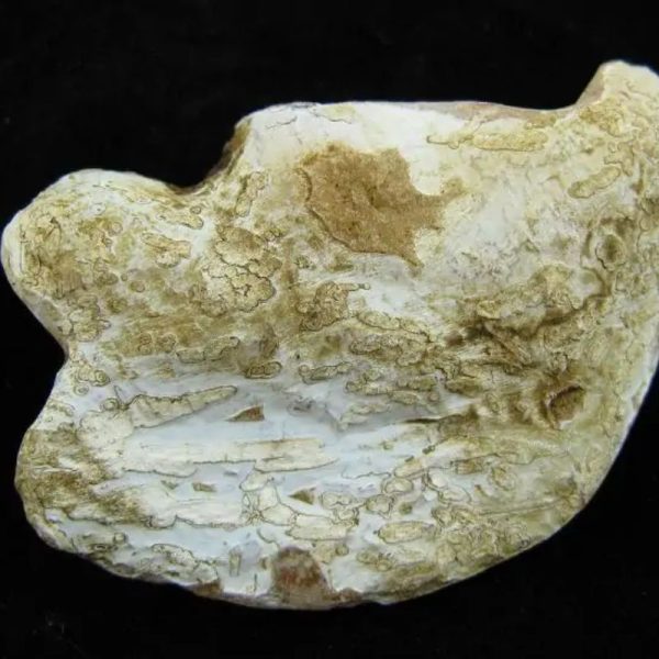 Fossil Leaf - Type A - Image 4