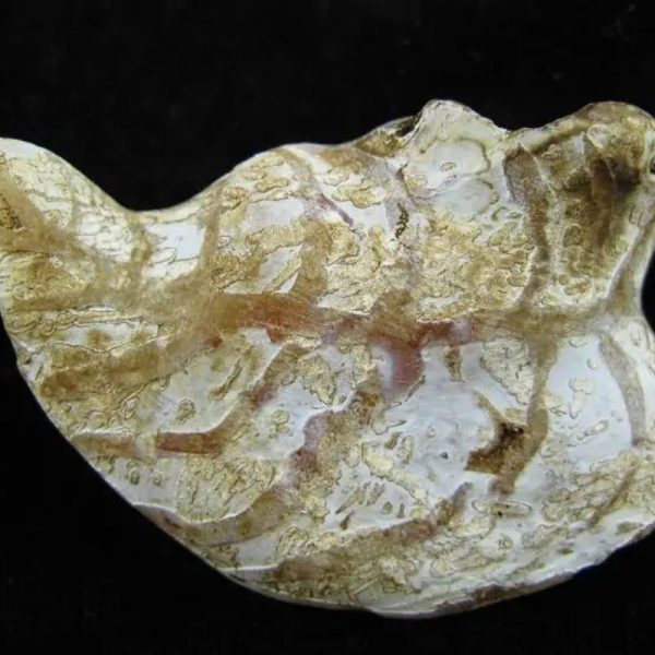 Fossil Leaf - Type A - Image 2