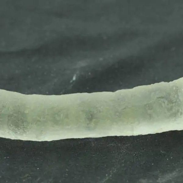 Coblong Oil Fossil - Type B