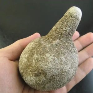 Coblong Oil Fossil - Type A1