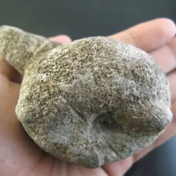 Coblong Oil Fossil - Type A1 - Image 3