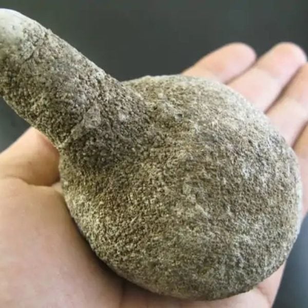Coblong Oil Fossil - Type A1 - Image 2