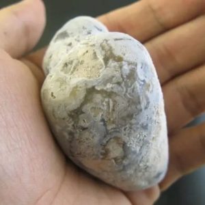 Snake Oil Fossil - Type B1