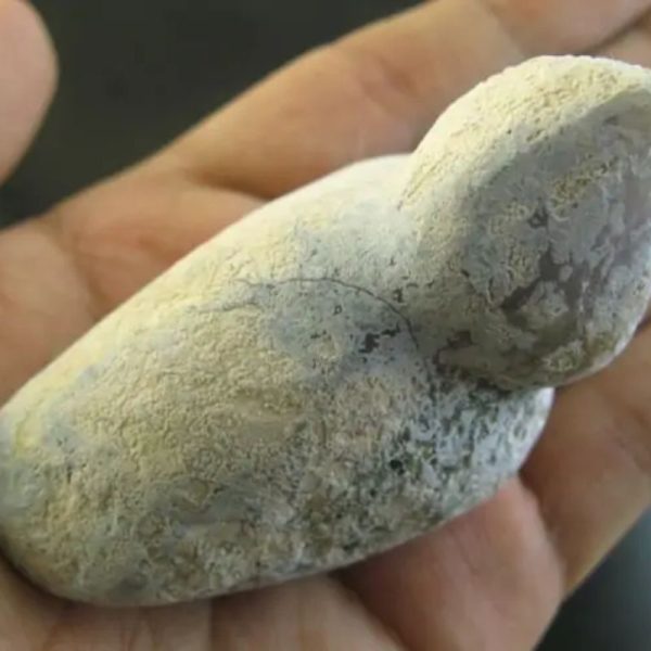Snake Oil Fossil - Type B1 - Image 3