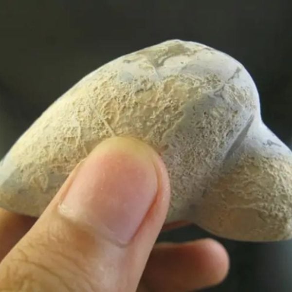 Snake Oil Fossil - Type B1 - Image 2
