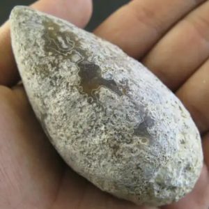 Snake Oil Fossil - Type A4