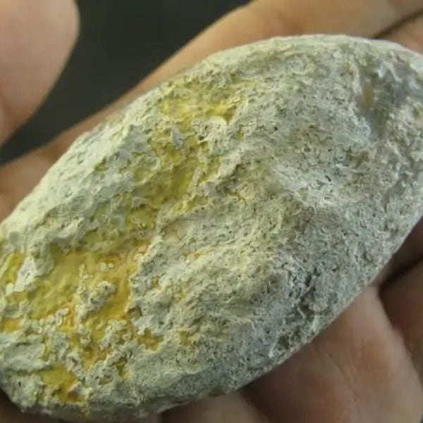 Snake Oil Fossil - Type A4 - Image 3