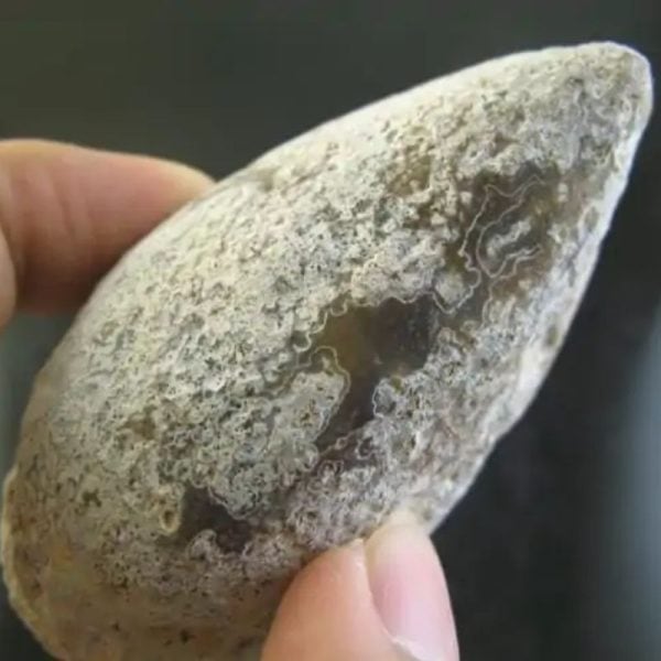 Snake Oil Fossil - Type A4 - Image 2