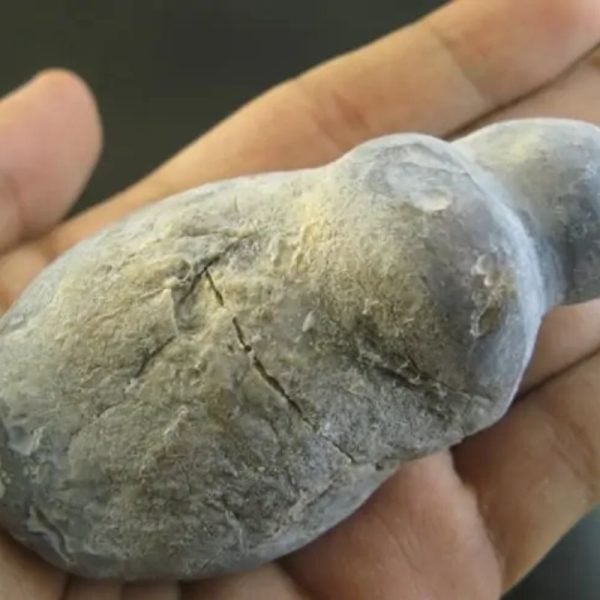 Snake Oil Fossil - Type A2 - Image 3