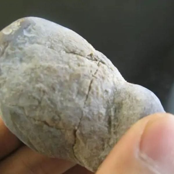 Snake Oil Fossil - Type A2 - Image 2