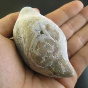 Snake Oil Fossil - Type A1