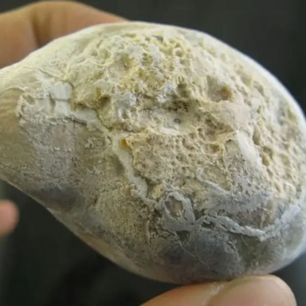 Snake Oil Fossil - Type A1 - Image 2