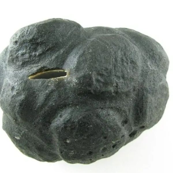 Star Oil Fossilized - A3.6 - Image 5