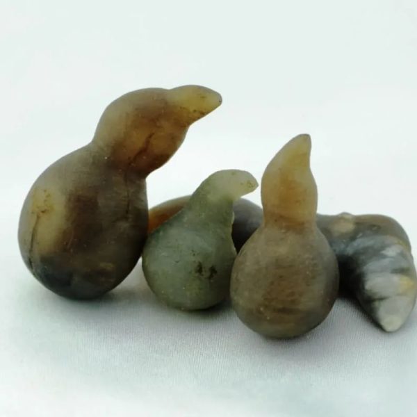 Fossilized Phyton Horn - Type A