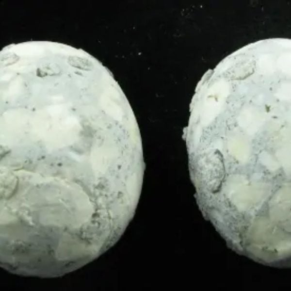 Fossilized Quail Eggs - Type A