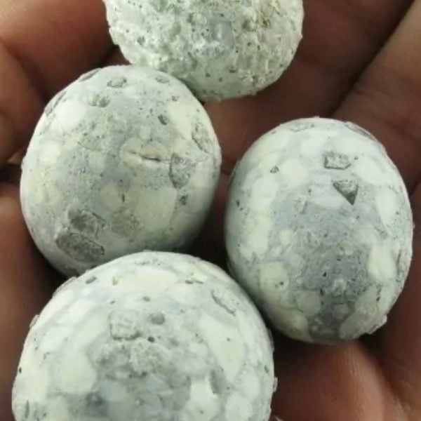 Fossilized Quail Eggs - Type A - Image 3