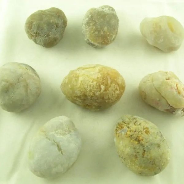 Fossilized Tiger Testicle Pearl - Type G - Image 4